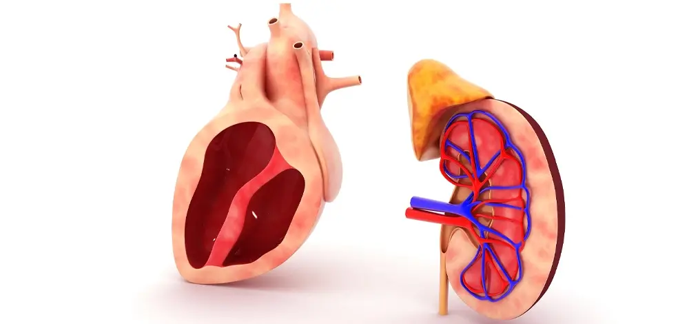 اهمیت عملکرد رنال در بدن