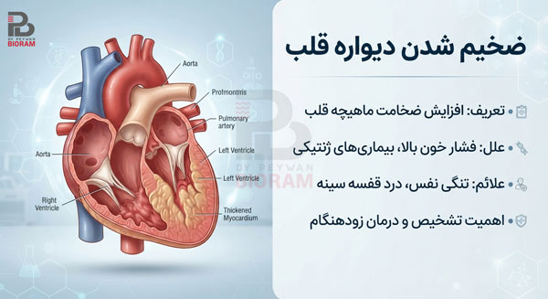 علت ضخیم شدن دیواره قلب؛ چرا قلب شما تحت فشار است؟